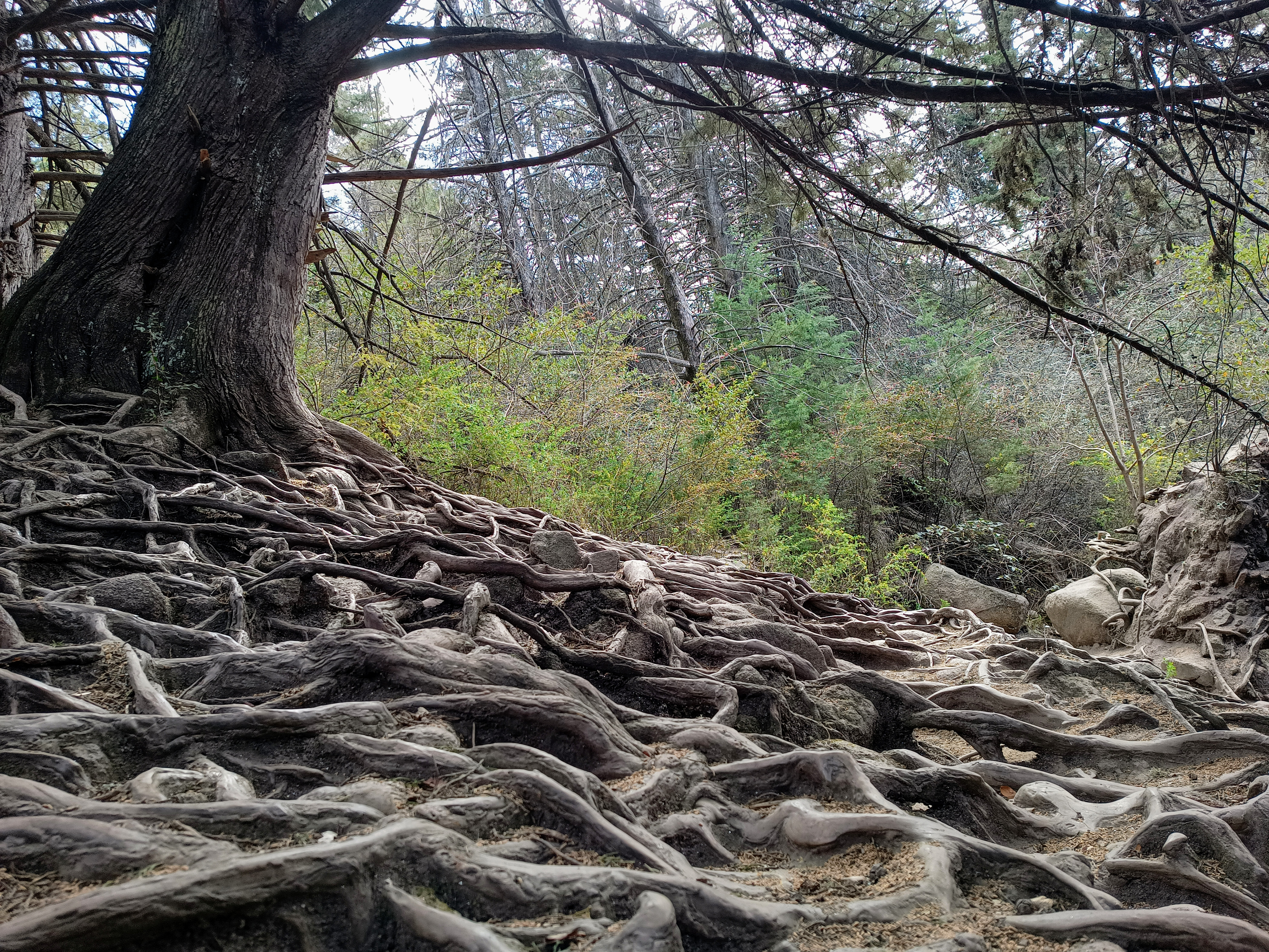 Arroyo Almbach: el esculpidor del valle